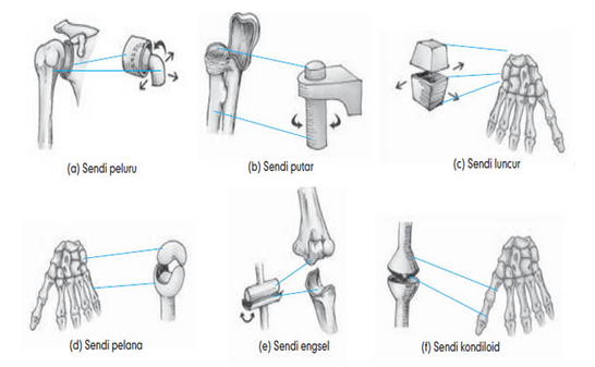 Detail Gambar Macam Macam Sendi Nomer 12