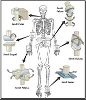 Detail Gambar Macam Macam Sendi Nomer 13