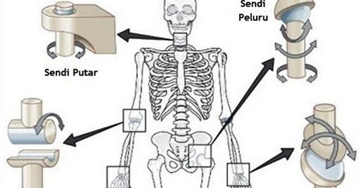 Detail Gambar Macam Macam Sendi Nomer 14