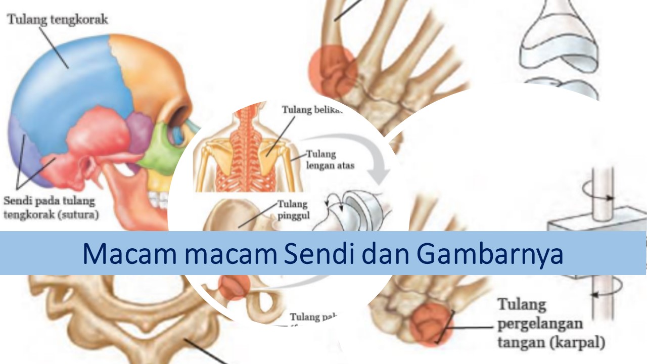 Detail Gambar Macam Macam Sendi Nomer 15