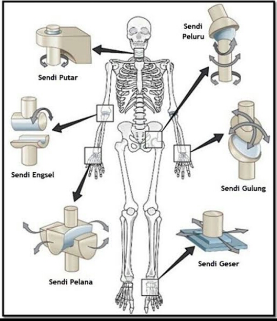 Detail Gambar Macam Macam Sendi Nomer 17