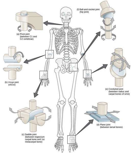 Detail Gambar Macam Macam Sendi Nomer 3