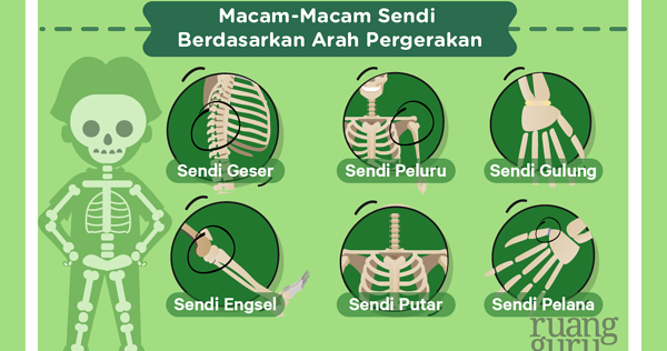 Detail Gambar Macam Macam Sendi Nomer 21