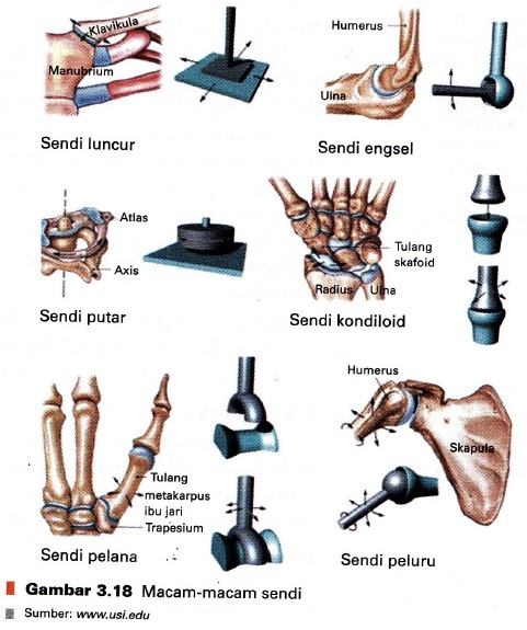 Detail Gambar Macam Macam Sendi Nomer 23