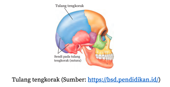 Detail Gambar Macam Macam Sendi Nomer 36