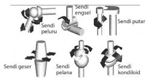 Detail Gambar Macam Macam Sendi Nomer 38