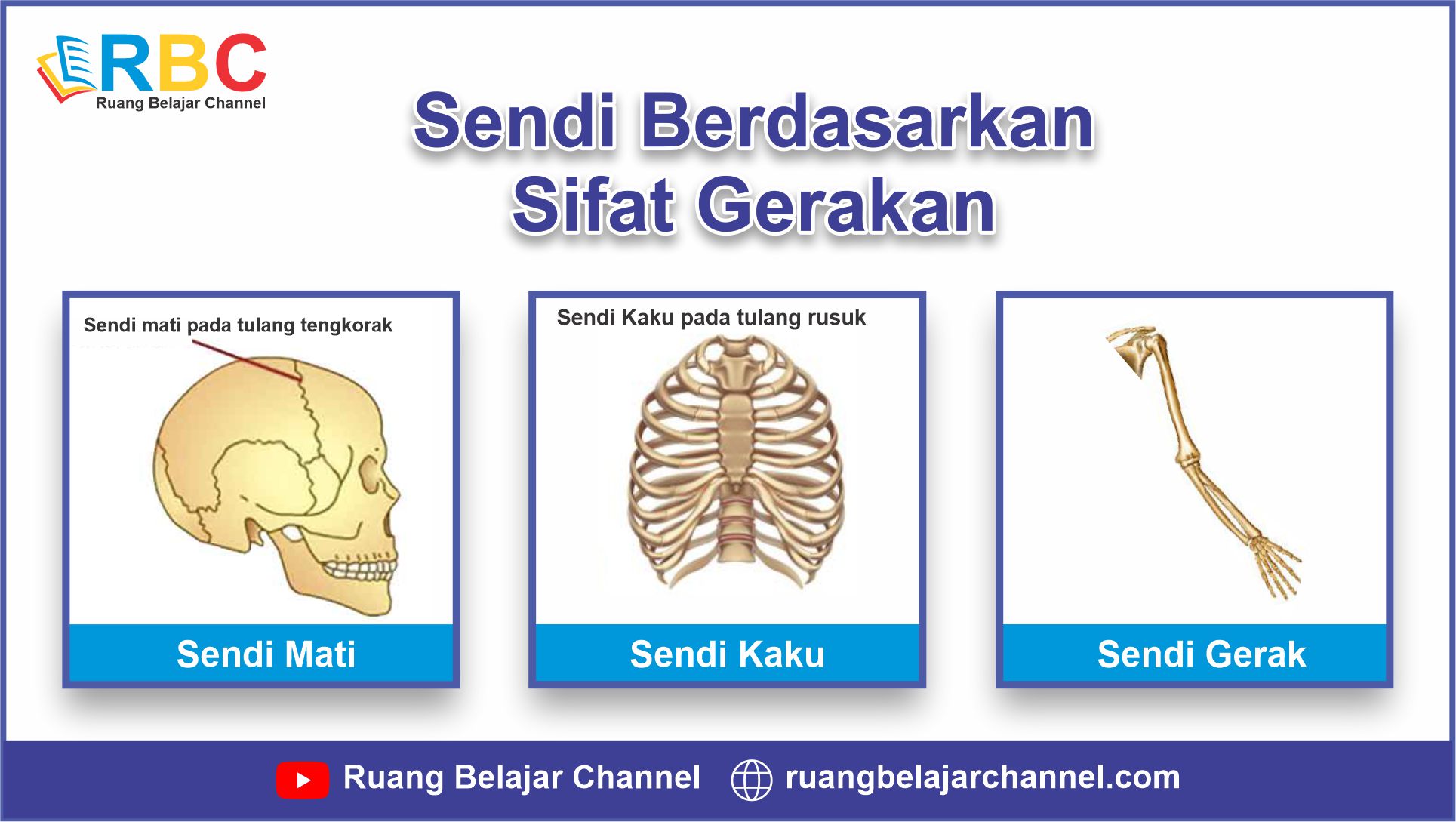 Detail Gambar Macam Macam Sendi Nomer 46