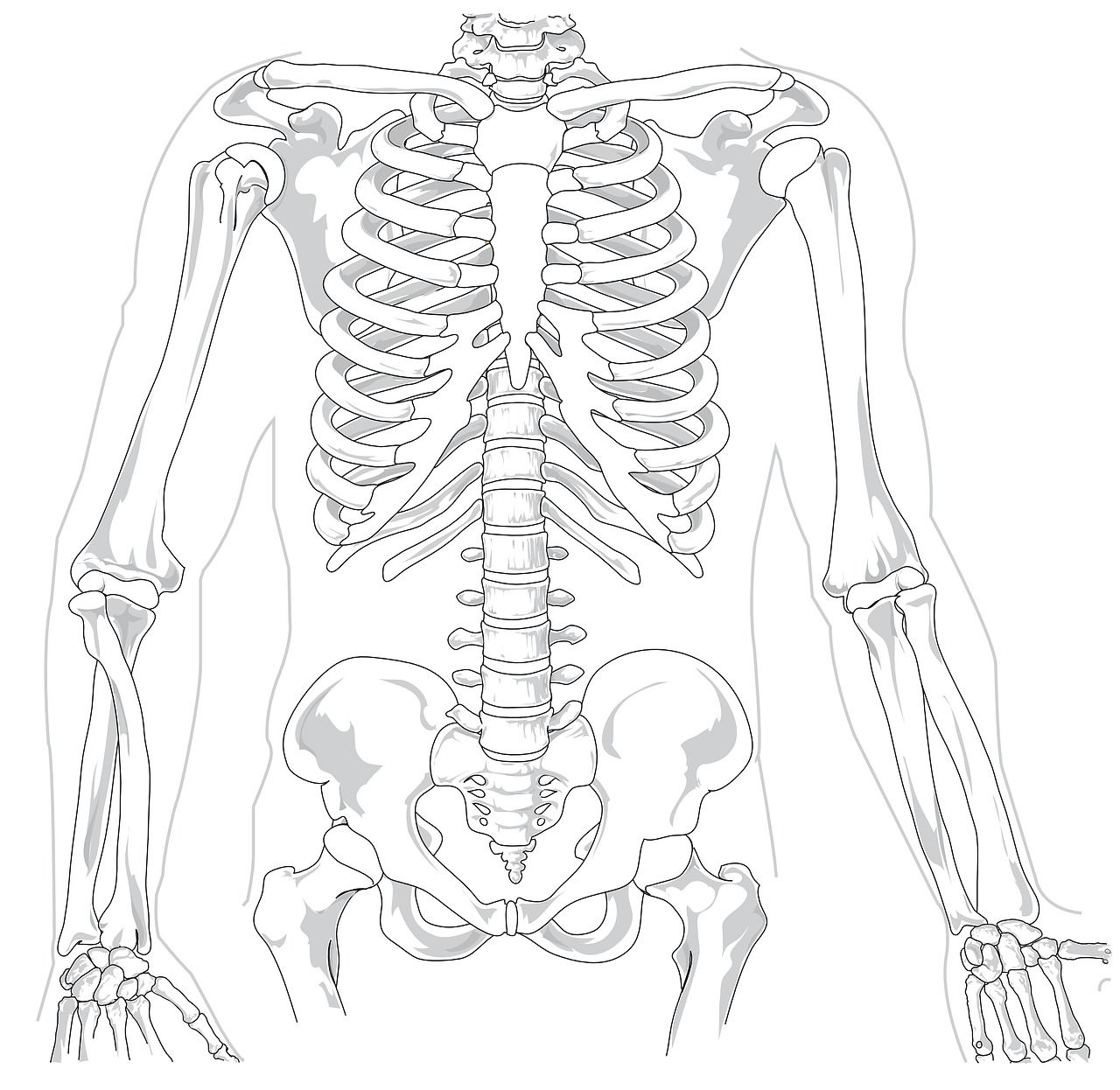 Detail Gambar Macam Macam Sendi Nomer 52