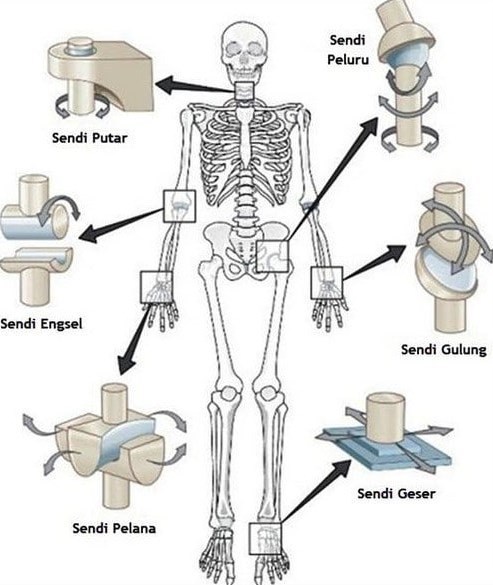 Detail Gambar Macam Macam Sendi Nomer 8