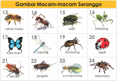 Detail Gambar Macam Macam Serangga Nomer 4