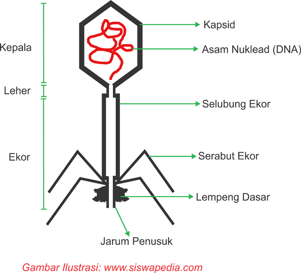 Detail Gambar Macam Macam Virus Dan Fungsinya Nomer 10