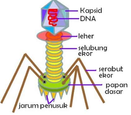 Detail Gambar Macam Macam Virus Dan Fungsinya Nomer 12