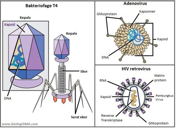 Detail Gambar Macam Macam Virus Dan Fungsinya Nomer 14