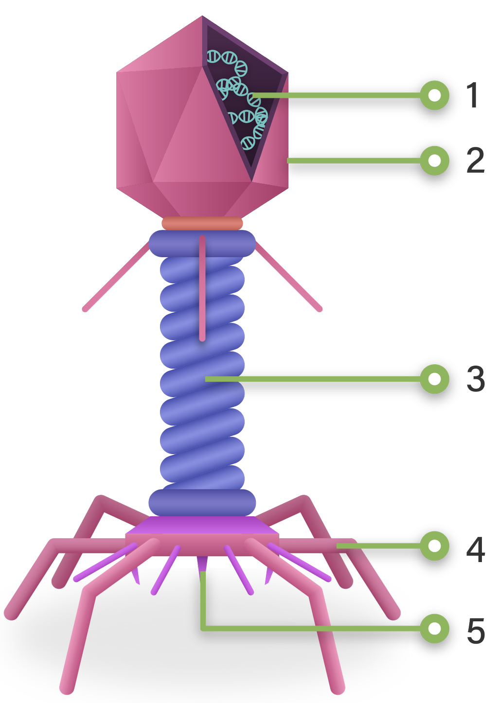 Detail Gambar Macam Macam Virus Dan Fungsinya Nomer 26