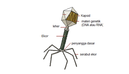 Detail Gambar Macam Macam Virus Dan Fungsinya Nomer 37