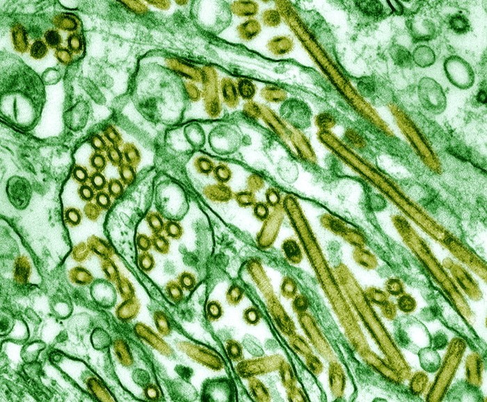 Detail Gambar Macam Macam Virus Dan Fungsinya Nomer 9