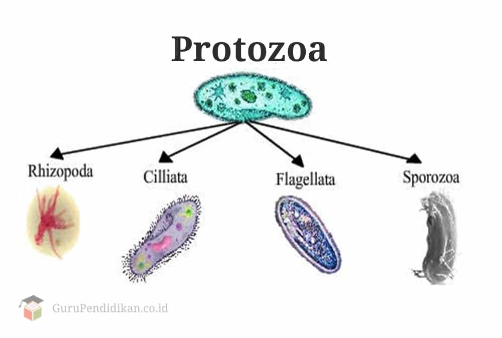 Gambar Macam Protozoa - KibrisPDR