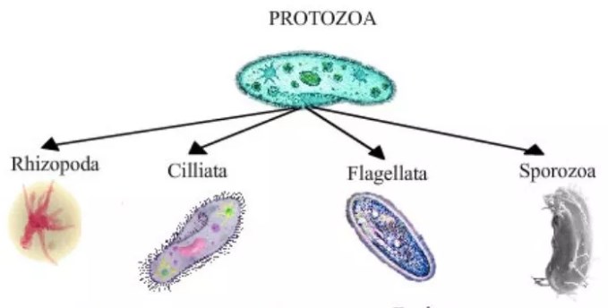 Detail Gambar Macam Protozoa Nomer 2