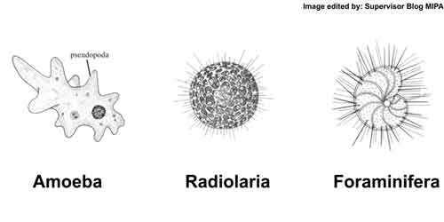 Detail Gambar Macam Protozoa Nomer 12