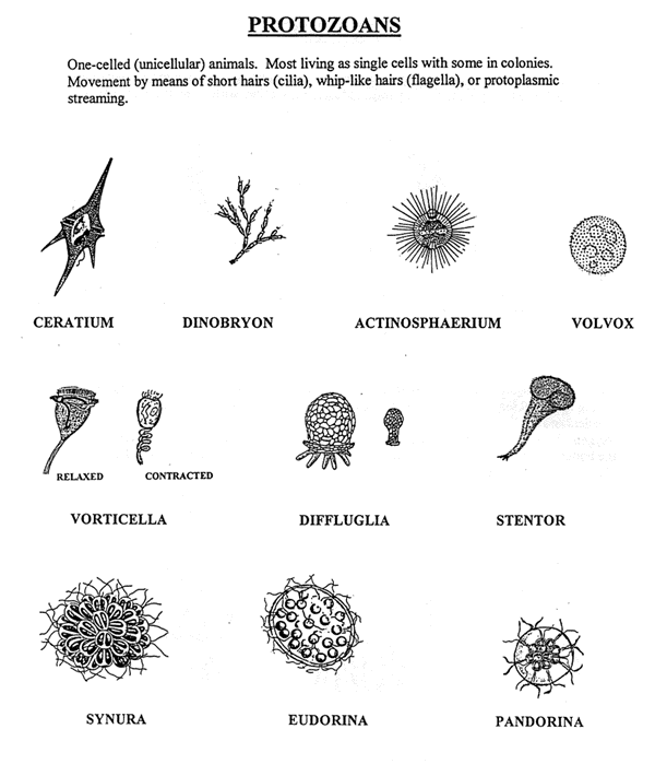 Detail Gambar Macam Protozoa Nomer 13