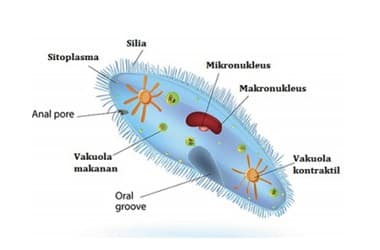 Detail Gambar Macam Protozoa Nomer 14