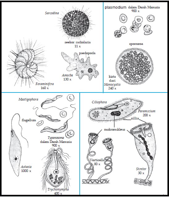 Detail Gambar Macam Protozoa Nomer 15