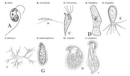 Detail Gambar Macam Protozoa Nomer 18