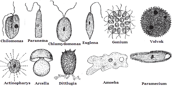 Detail Gambar Macam Protozoa Nomer 21