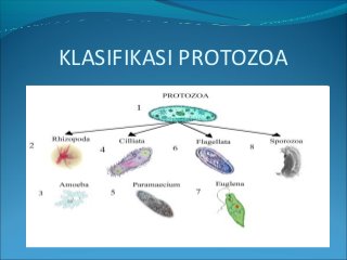 Detail Gambar Macam Protozoa Nomer 22