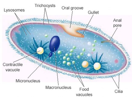 Detail Gambar Macam Protozoa Nomer 23