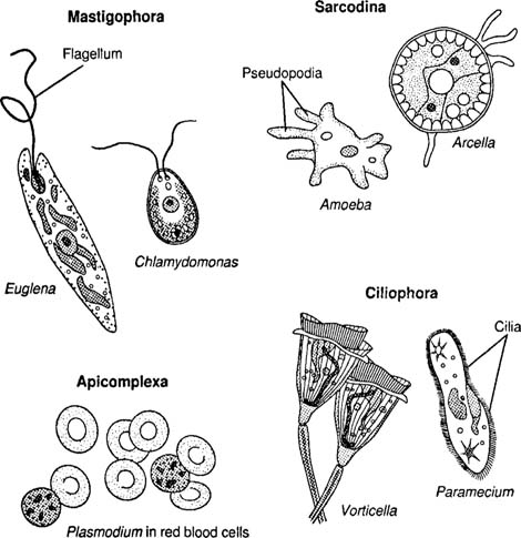 Detail Gambar Macam Protozoa Nomer 26