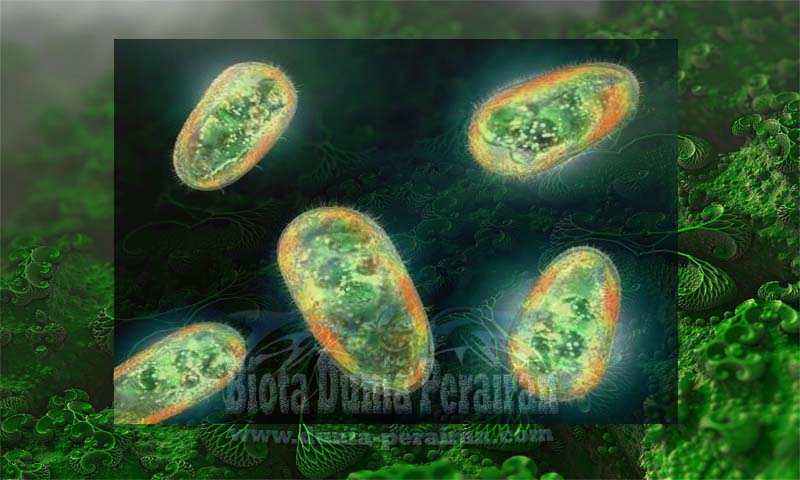 Detail Gambar Macam Protozoa Nomer 28