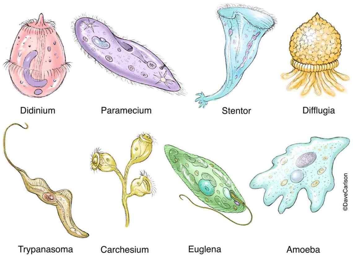 Detail Gambar Macam Protozoa Nomer 4