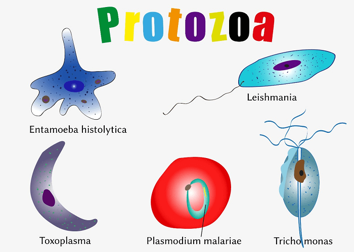 Detail Gambar Macam Protozoa Nomer 30