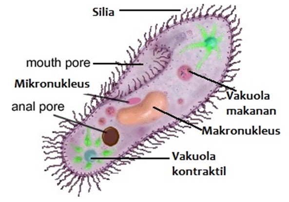 Detail Gambar Macam Protozoa Nomer 31
