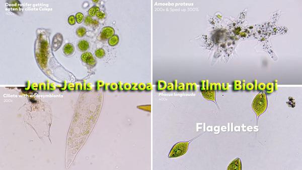 Detail Gambar Macam Protozoa Nomer 33