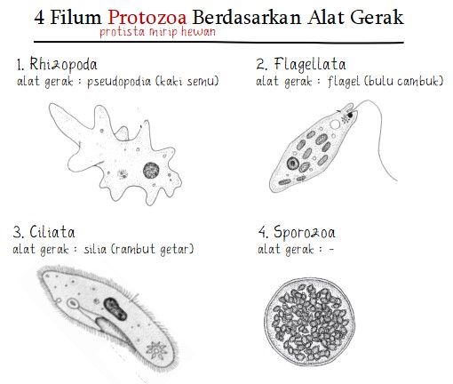 Detail Gambar Macam Protozoa Nomer 5