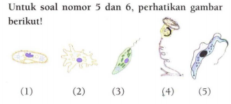 Detail Gambar Macam Protozoa Nomer 43