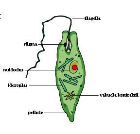 Detail Gambar Macam Protozoa Nomer 44