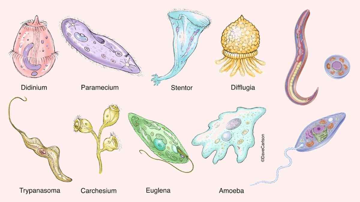 Detail Gambar Macam Protozoa Nomer 6