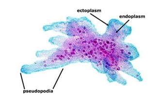 Detail Gambar Macam Protozoa Nomer 49