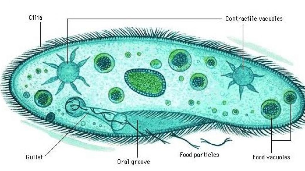 Detail Gambar Macam Protozoa Nomer 9