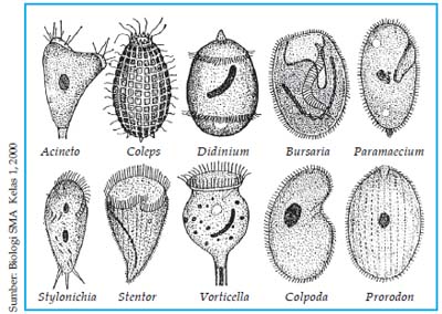 Detail Gambar Macam Protozoa Nomer 10