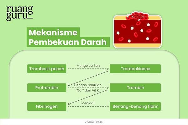 Detail Gambar Manusia Animasi Full Gambar Plasma Darah Nomer 16