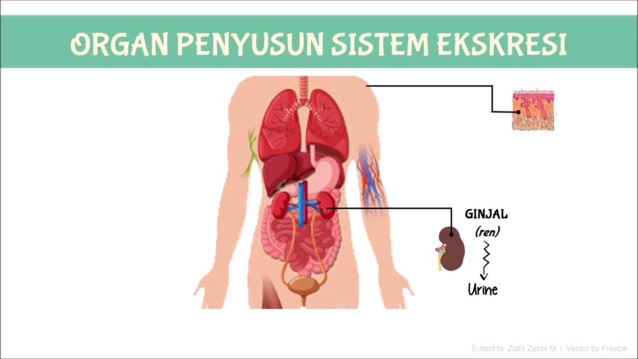 Detail Gambar Manusia Animasi Full Gambar Proses Ekskresi Nomer 2