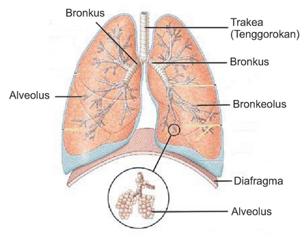 Detail Gambar Manusia Animasi Full Gambar Proses Ekskresi Nomer 12