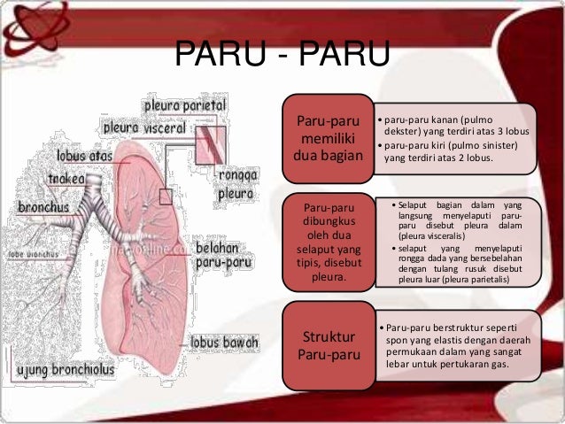 Detail Gambar Manusia Animasi Full Gambar Proses Ekskresi Nomer 21