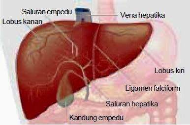 Detail Gambar Manusia Animasi Full Gambar Proses Ekskresi Nomer 27