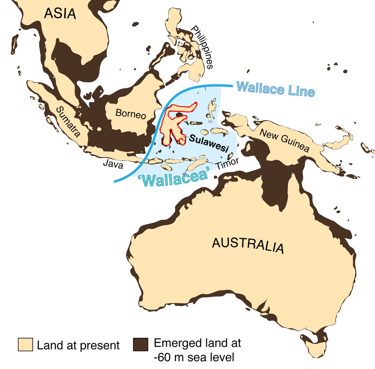 Detail Gambar Manusia Purba Di Asia Nomer 32