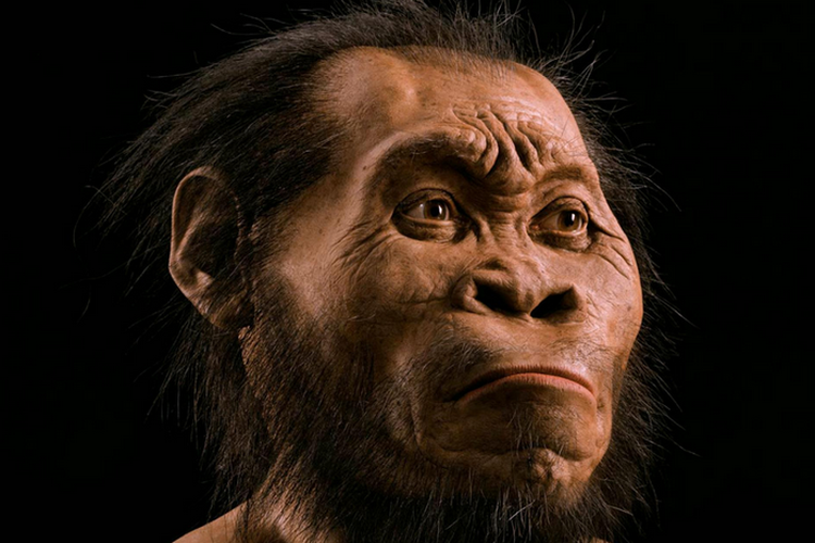 Detail Gambar Manusia Purba Homo Nomer 2